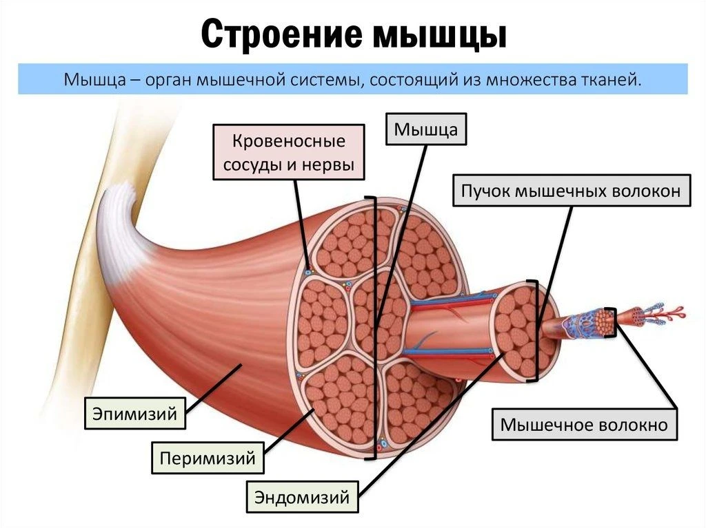 Строение мышцы