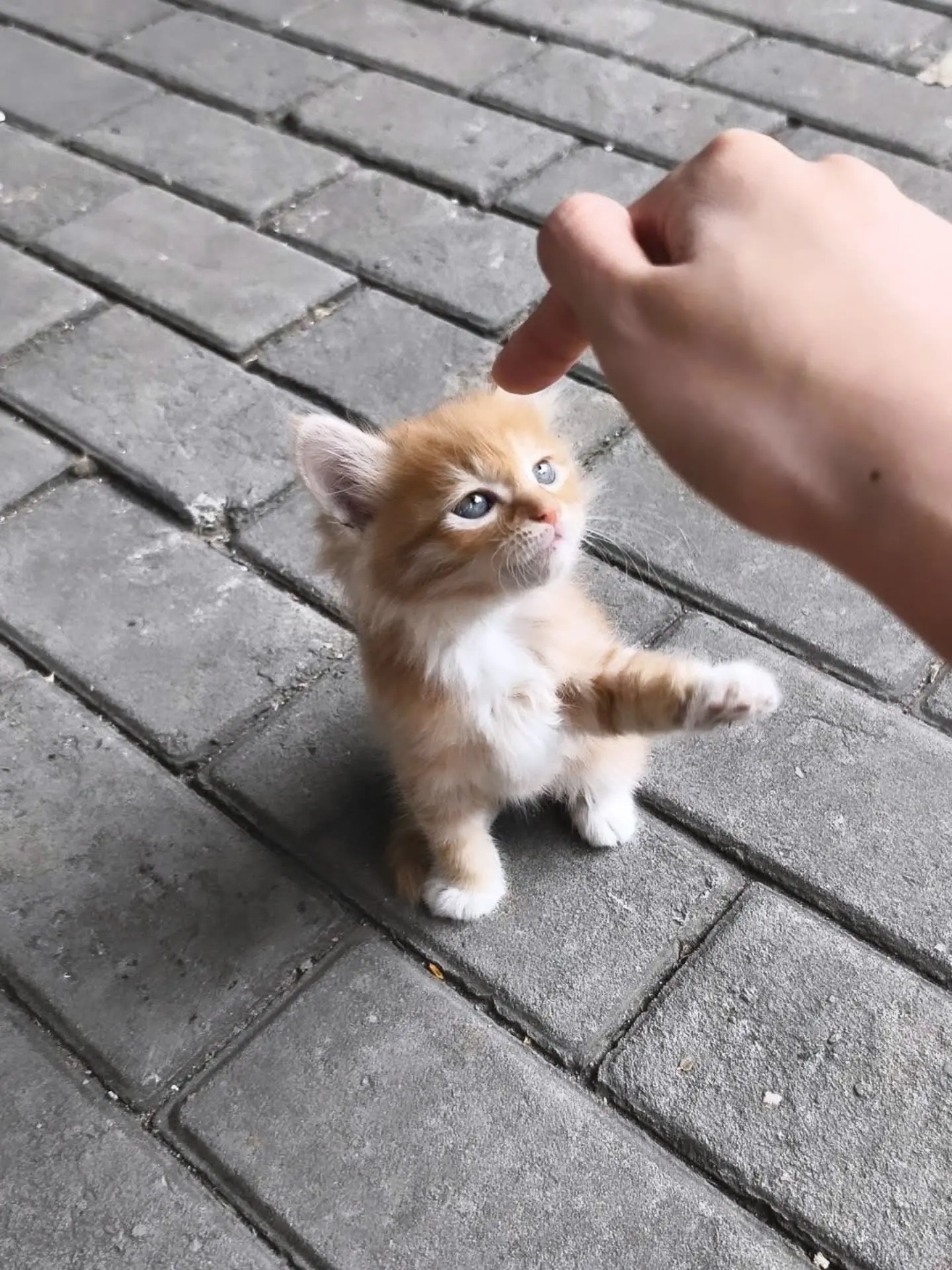 чпуньк кота