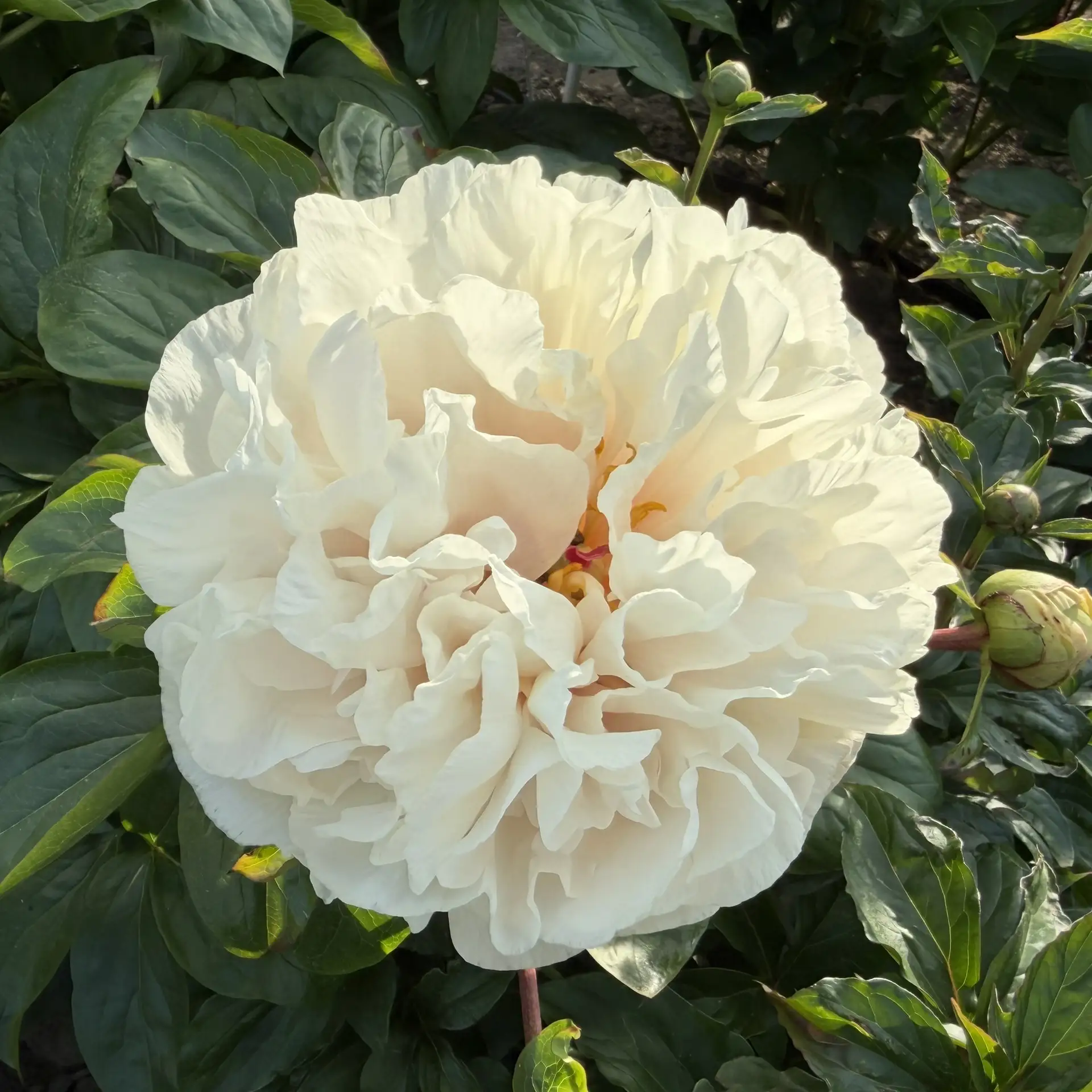 В НАЛИЧИИ!