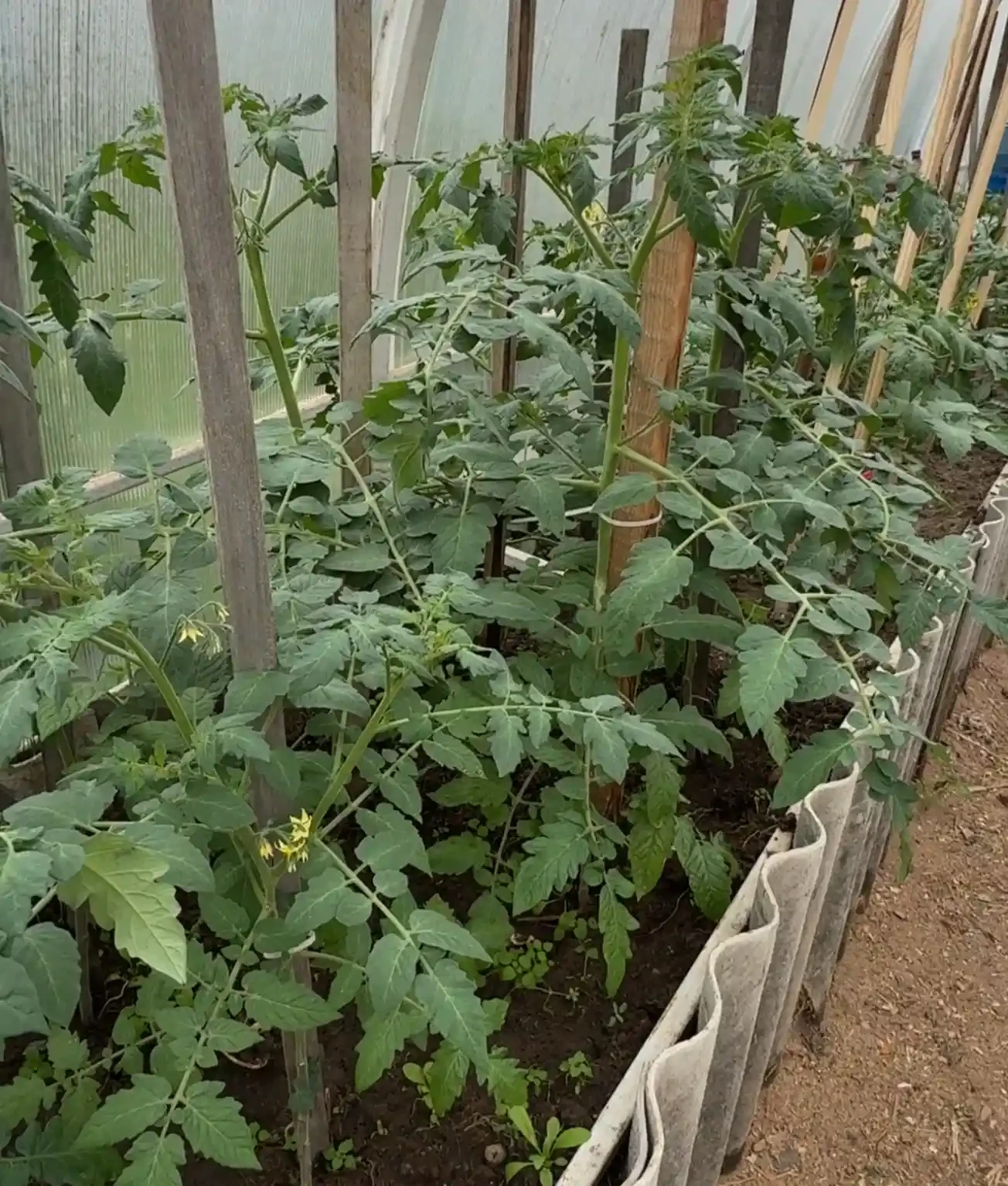 🍅 Нужно ли обрывать нижние листья у томатов?

Нижние листья со временем начинают желтеть, касаются 