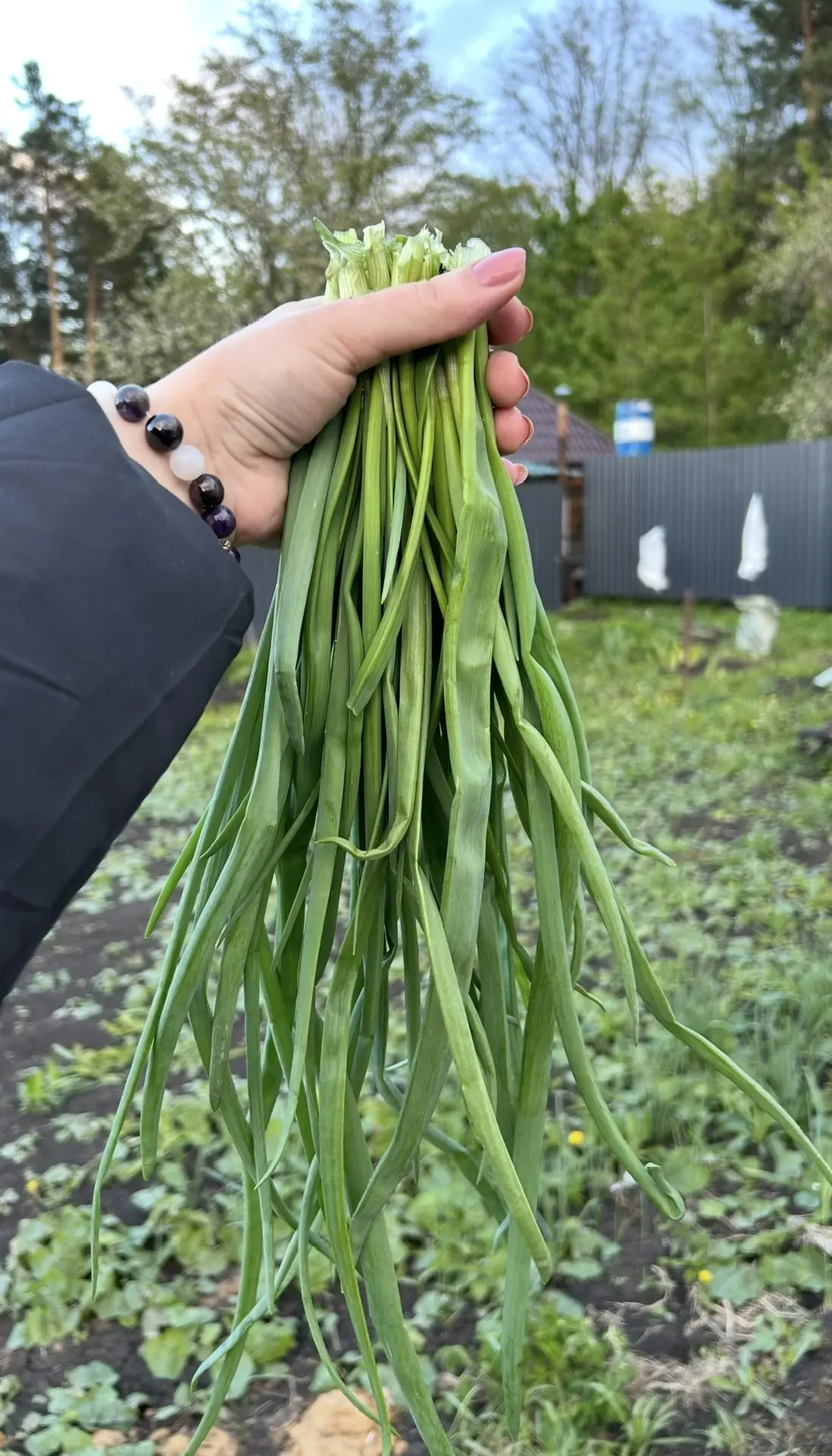 Посадила зелень в теплице🥬 Солнышко начинает пригревать и совсем скоро мы будем делать витаминные са