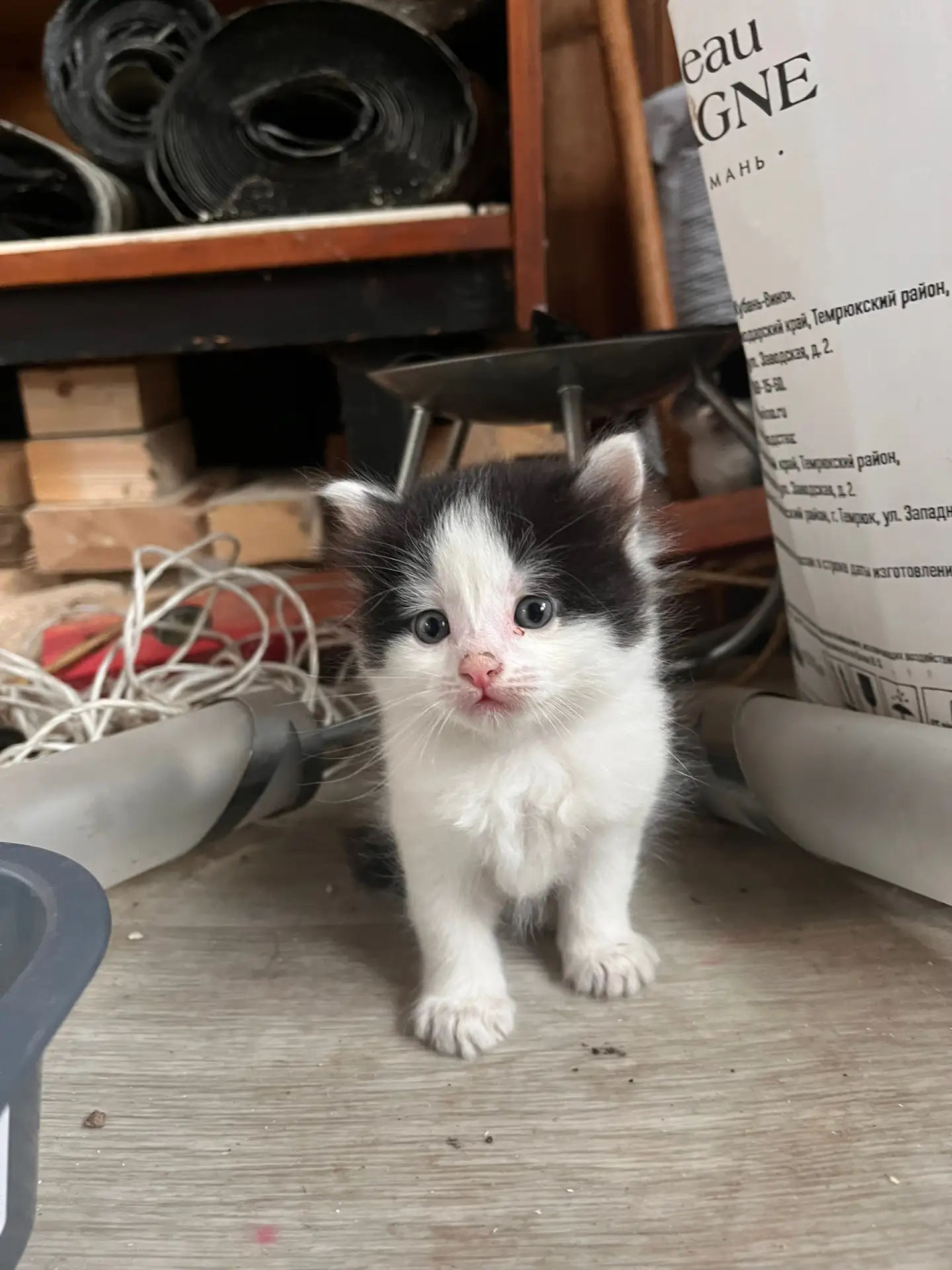 Отдаем котят в добрые руки

Чужая кошка окотилась у нас во дворе, себе оставить не можем, у самих и 