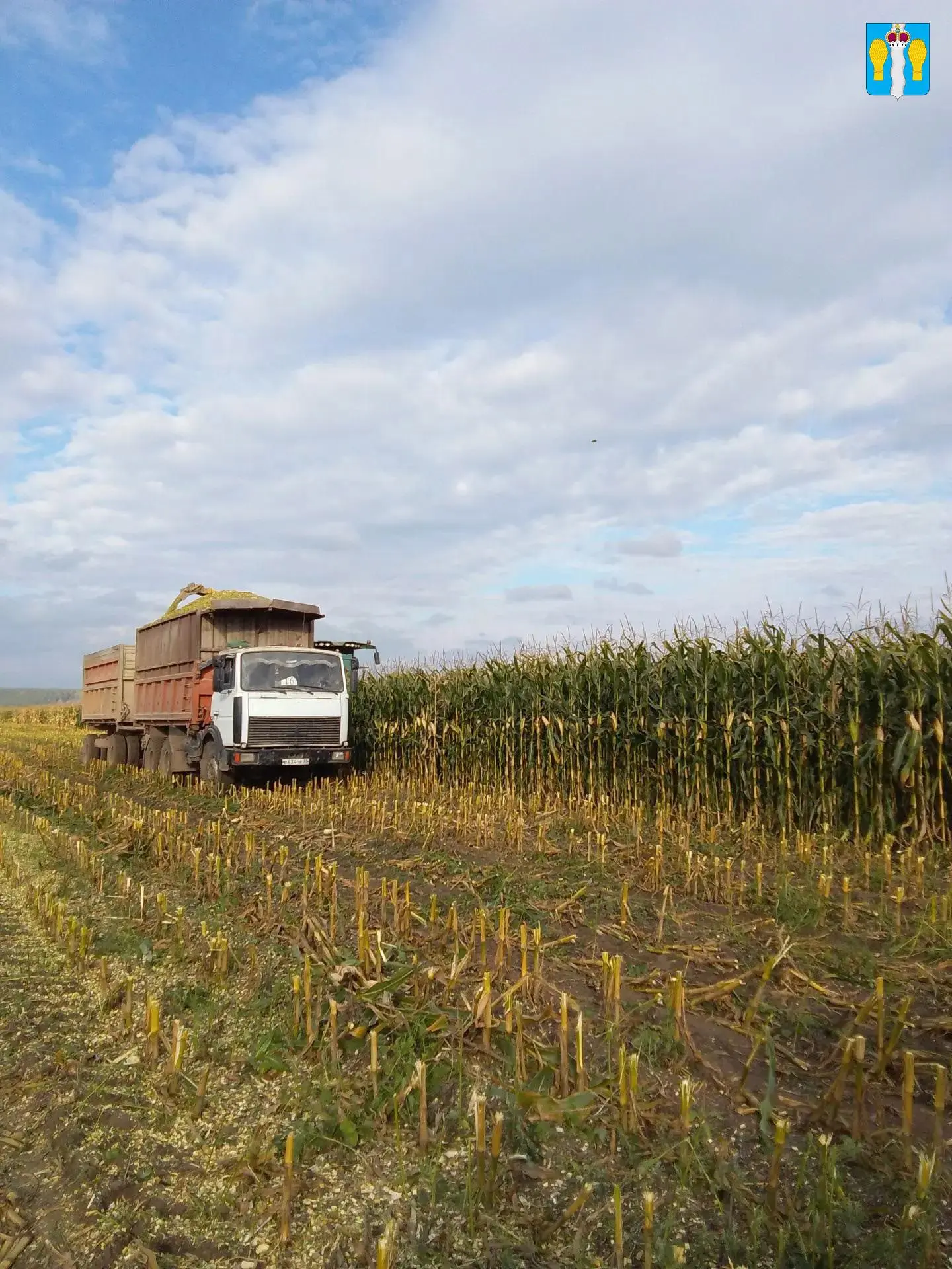 🌽 В округе заготовили первые 10 тысяч тонн кукурузного силоса