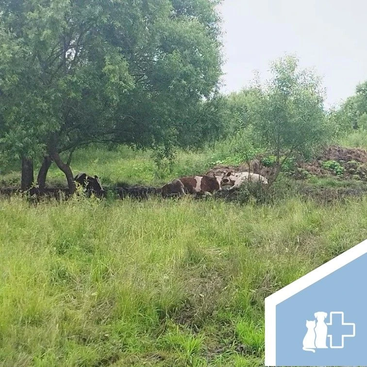 Учет животных! 🐑🐄

📃 Департамент ветеринарии при правительстве ЕАО, подведомственные учреждения в