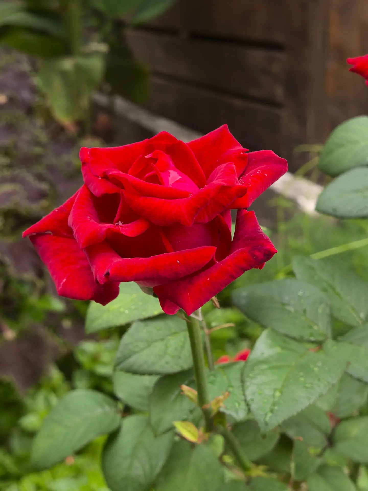 От сердца и почек вот вам осенней розы цветочек! 🤩