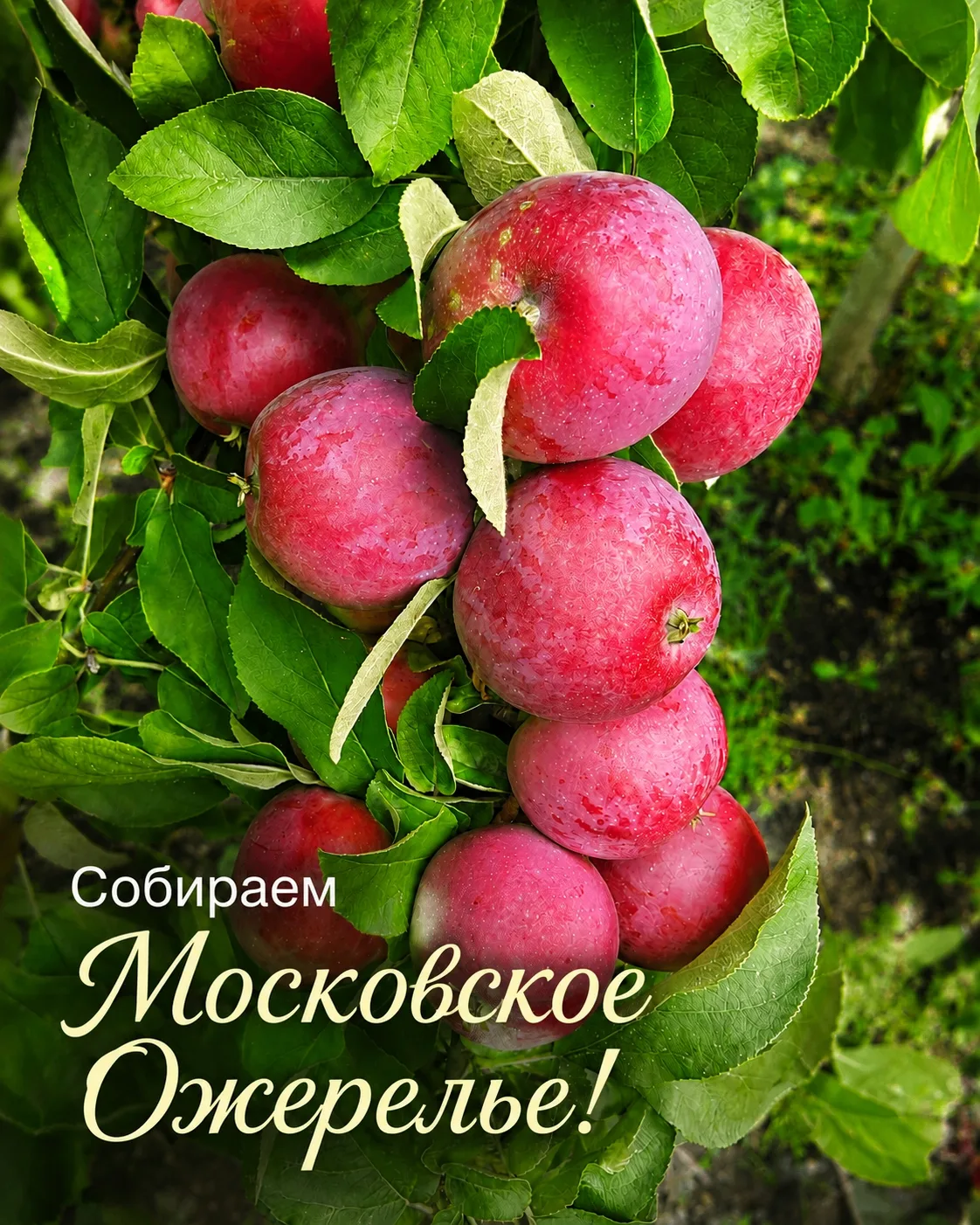 🍎 Колонна — по желанию. Такой урожай — мечта!