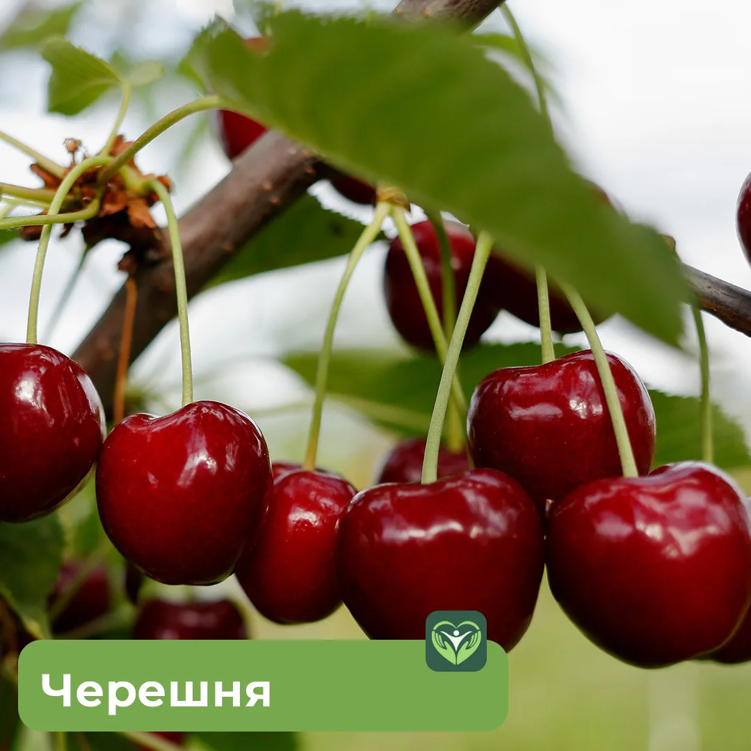 Черешня улучшает настроение и укрепляет мозг