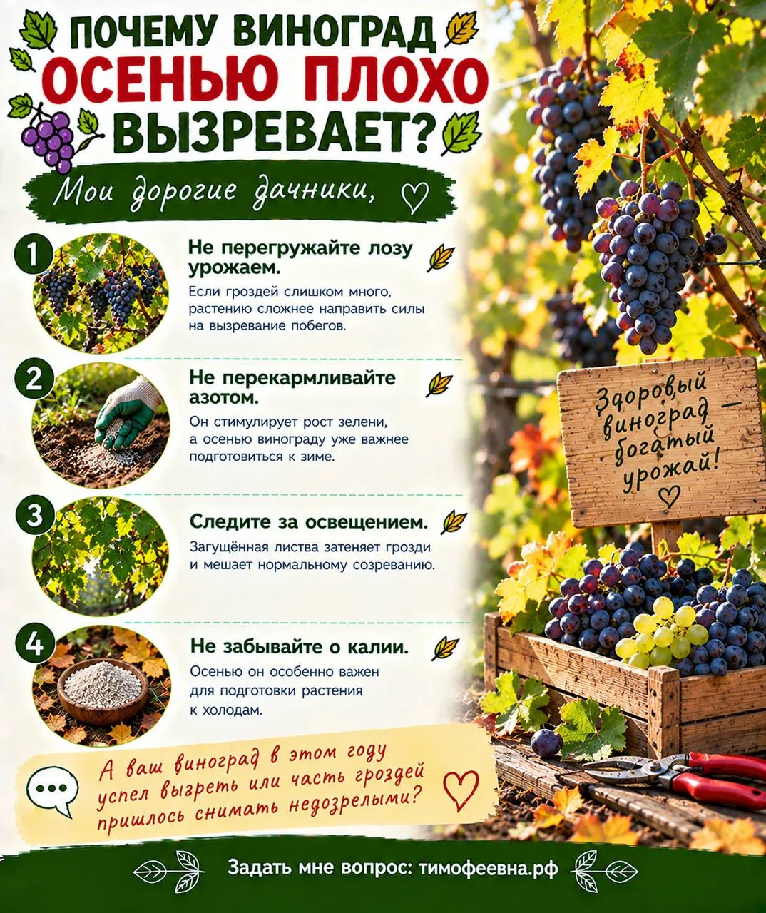 🍇 Почему виноград осенью плохо вызревает?