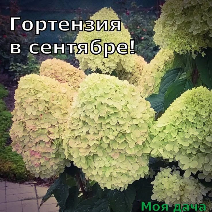 Гортензия в сентябре 🪻