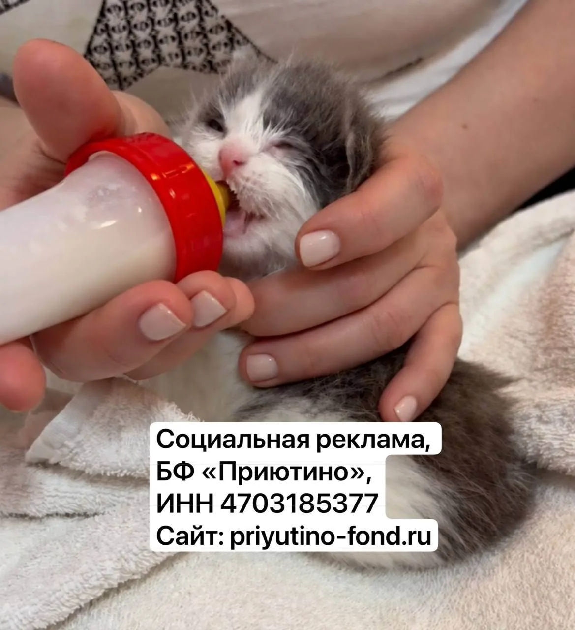 Крошечным котёнком Мимишка выжила без мамы, перенесла тяжёлую инфекцию. Теперь ей нужна...