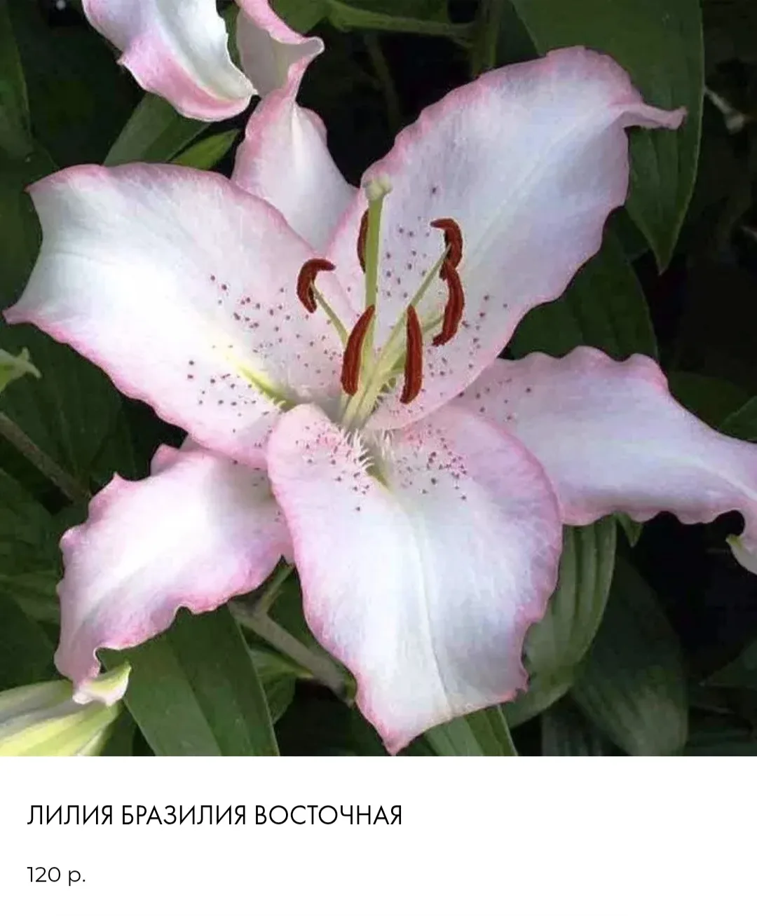 Цена -120₽/шт