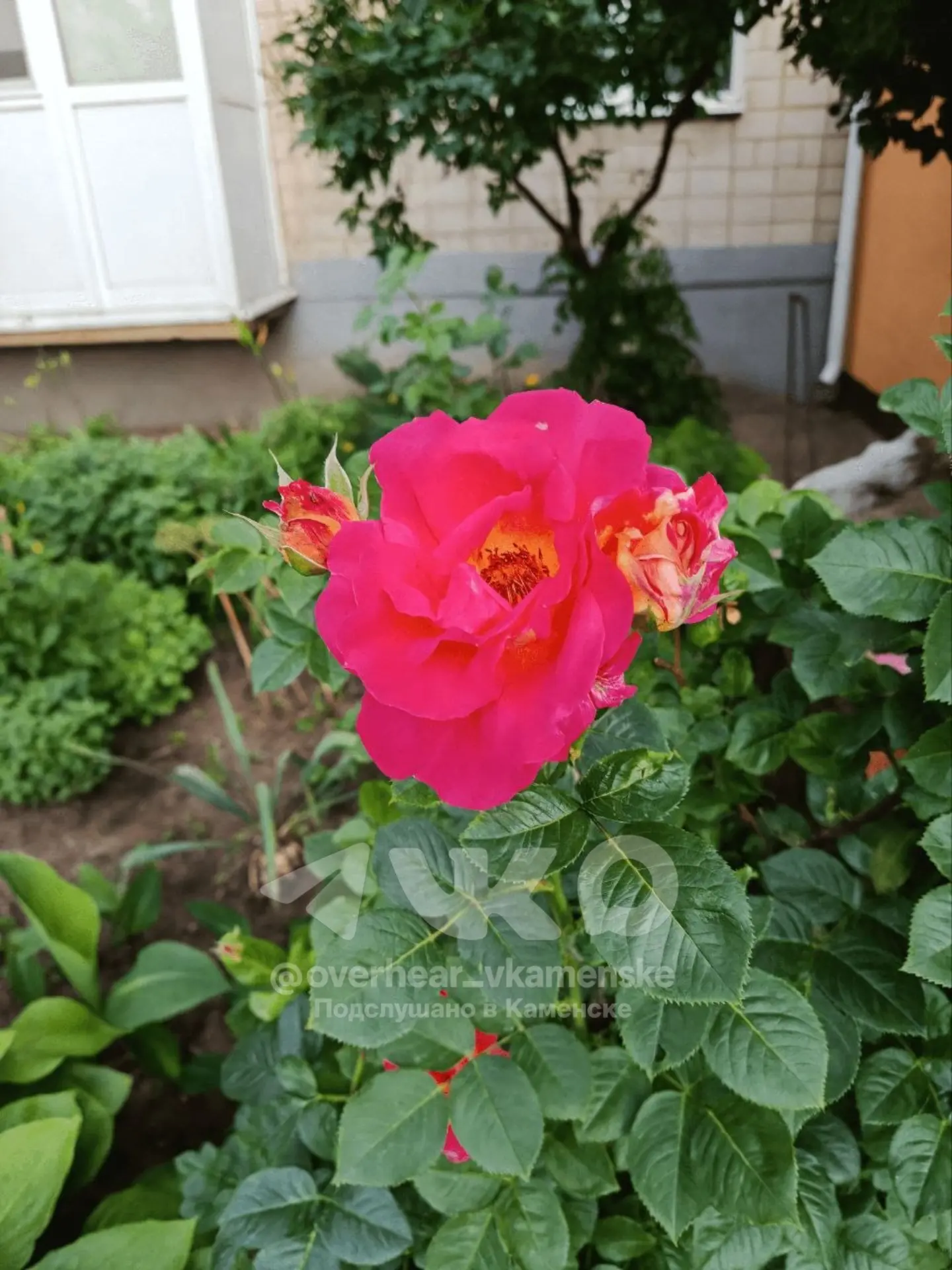 🌺 Июньские клумбы, — фото прислал подписчик ПвК.