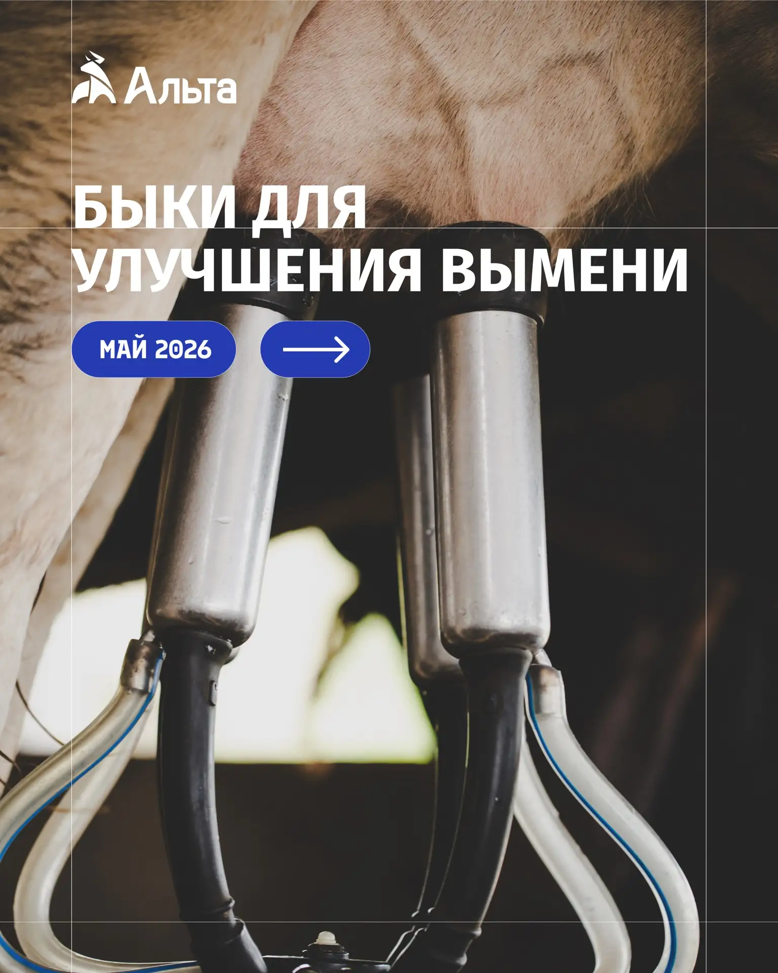 ✨ Какие быки помогут сформировать следующее поколение коров с современным выменем, высо...