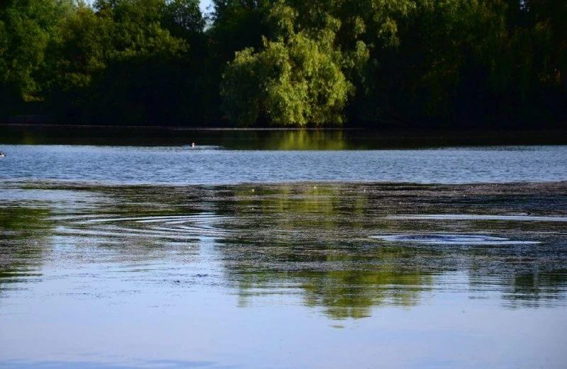 🎣 Ловля карпа во время нереста. Тонкости карпфишинга