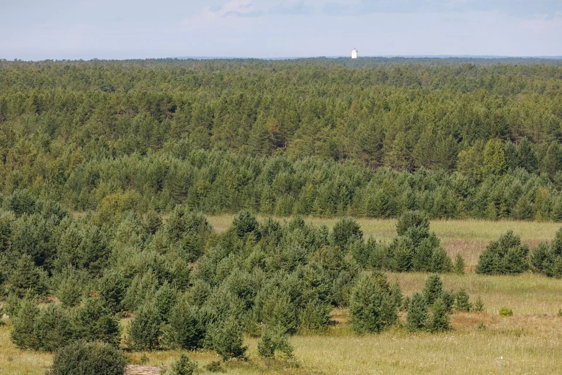 📍🌲 На острове Мудьюг обнаружены редкие виды грибов – индикаторов старовозрастных лесов

На террито