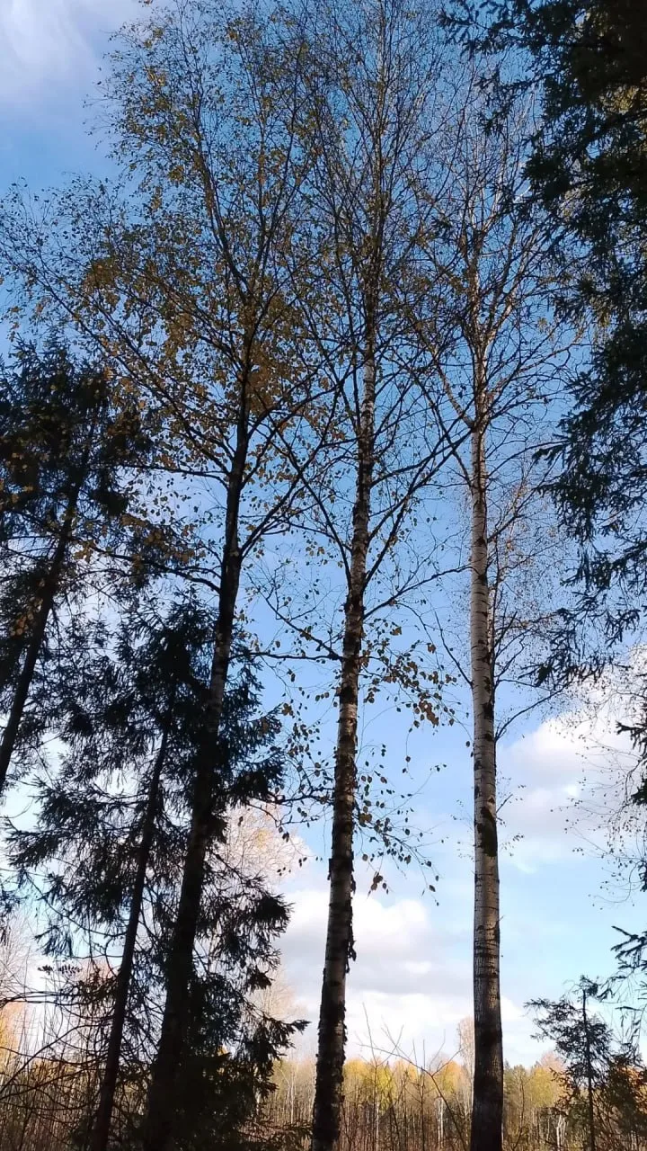 🌙  Доброй ночи, Вологда!
