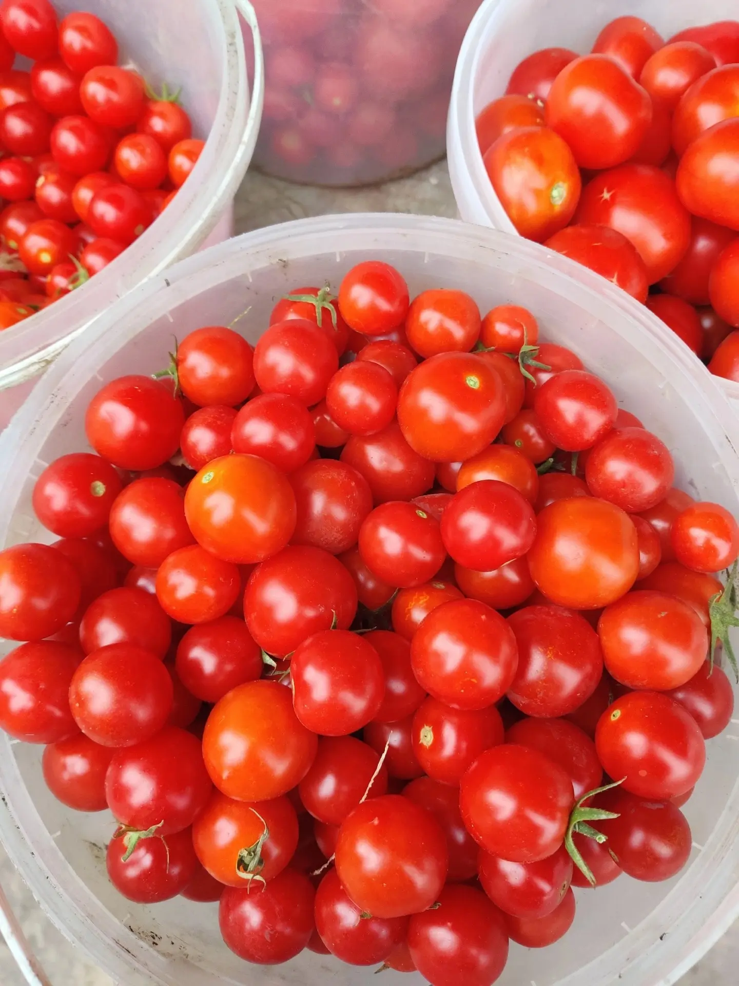 Продам помидоры! Черри. 7 кг по цене 250₽. Помидоры 11 кг по 150₽. Забирать на городке ...
