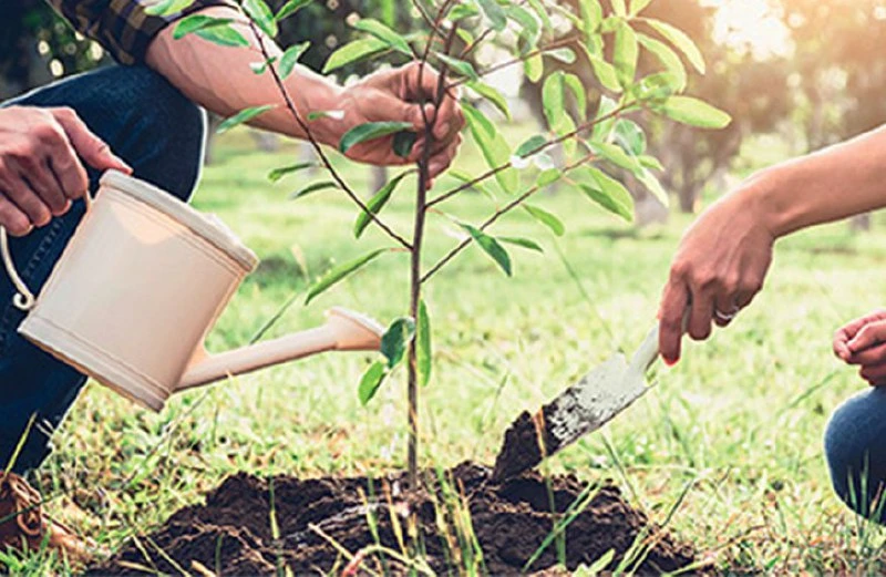 Секреты удачного выбора саженцев 🌳