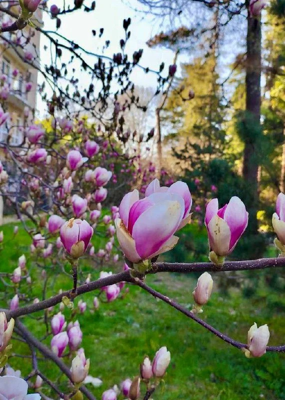🌸 Срочные цветочные новости  В Сириусе зацвели все виды магнолий, передай друзьям.  📲 Сириус в МАХ