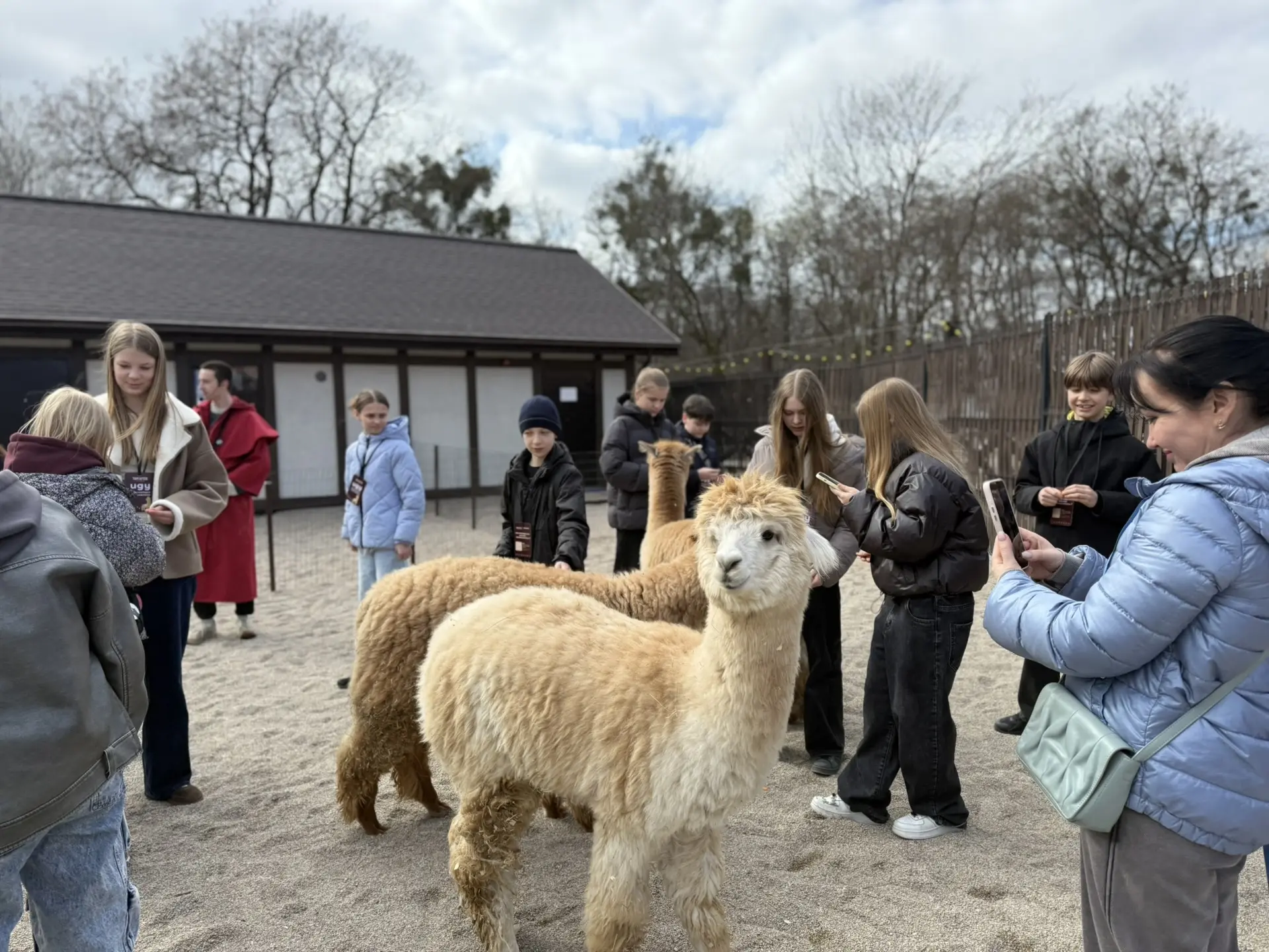 В гости к альпакам 🦙   Учащиеся 6В класса посетили парк альпак «Тиргартен», расположенный у стен зам