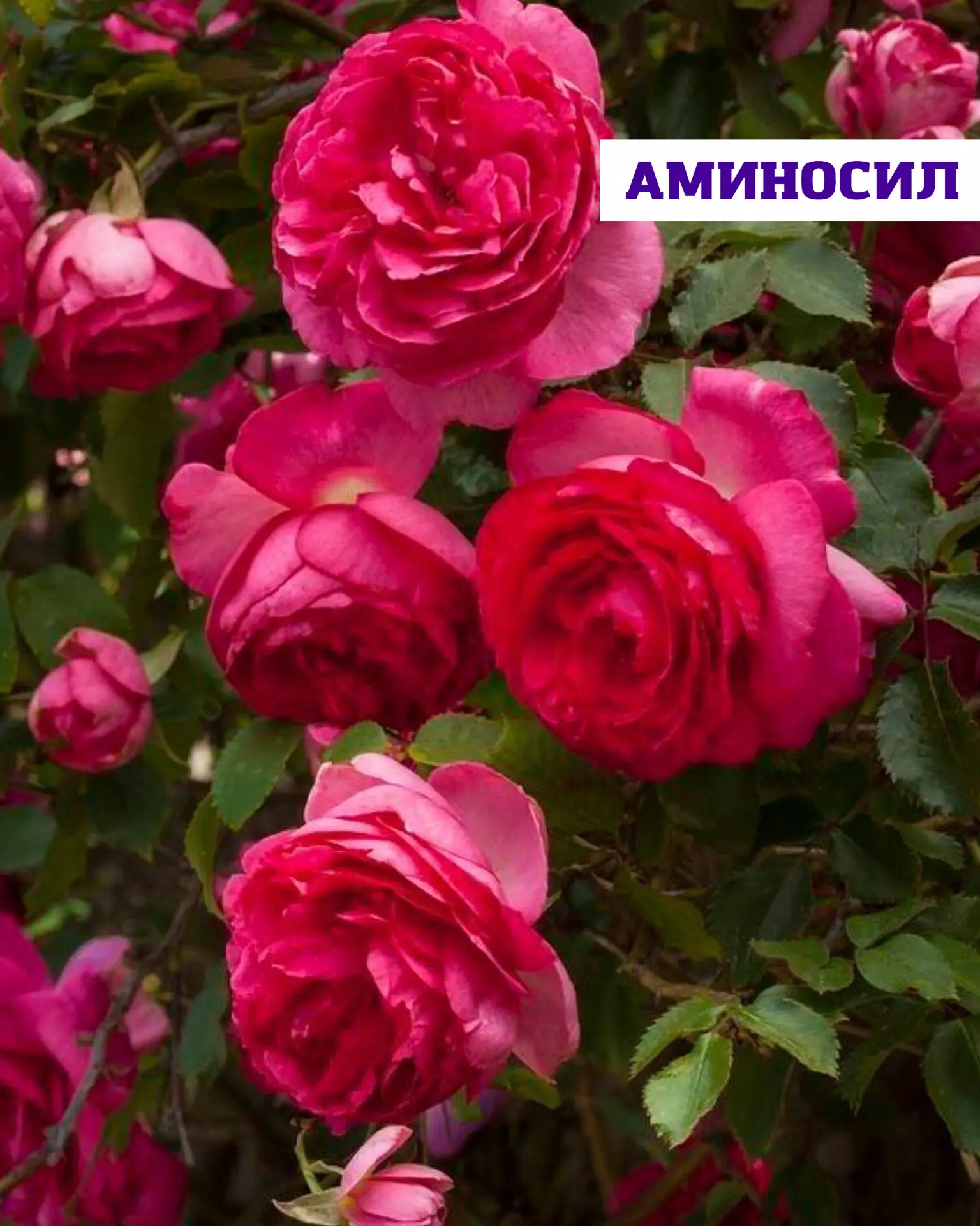 Чтобы розы радовали пышным цветением и здоровой листвой, важно не только подкармливать ...