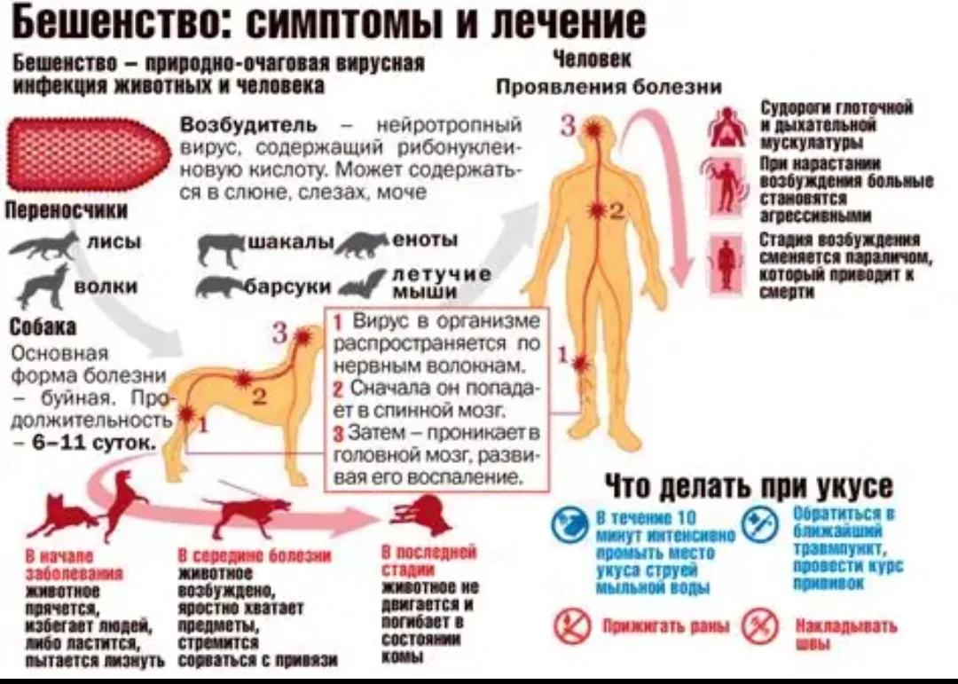 Бешенство – инфекционный зооноз вирусной этиологии, характеризующийся преимущественным ...