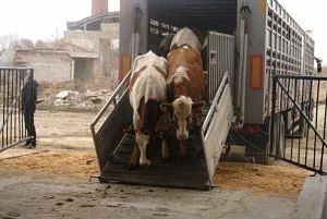 В Северной Осетии зафиксировано незаконное перемещение сельхозживотных