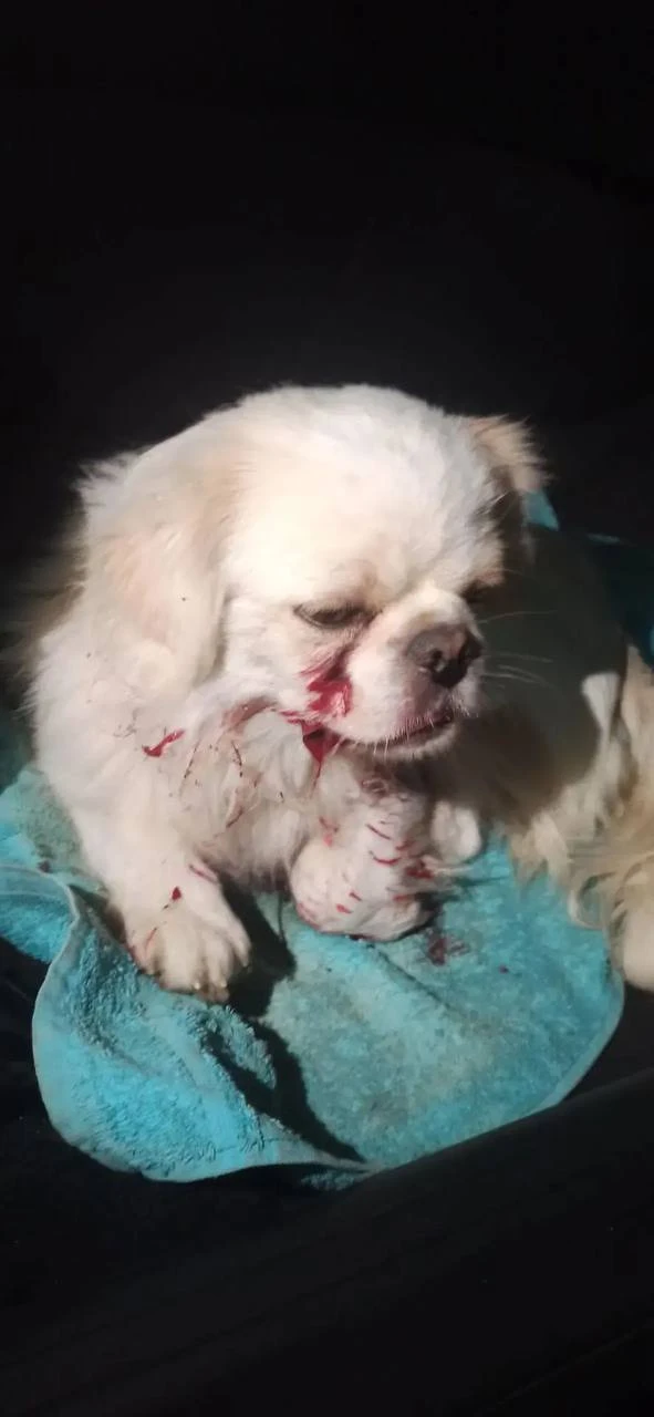 🐕 У магазина «Сельский» нашли сбитую собаку