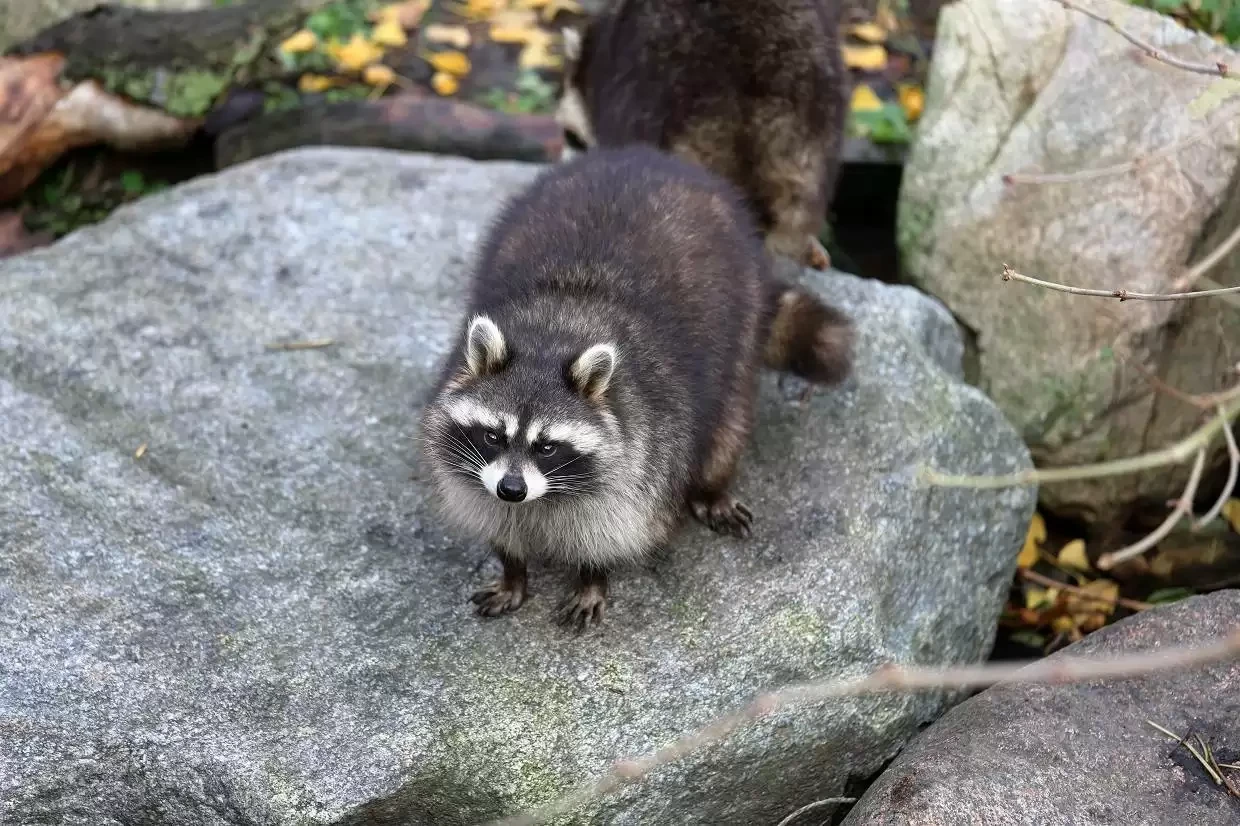🦝  Власти Литвы подумают, как извести Енотов на Куршской косе