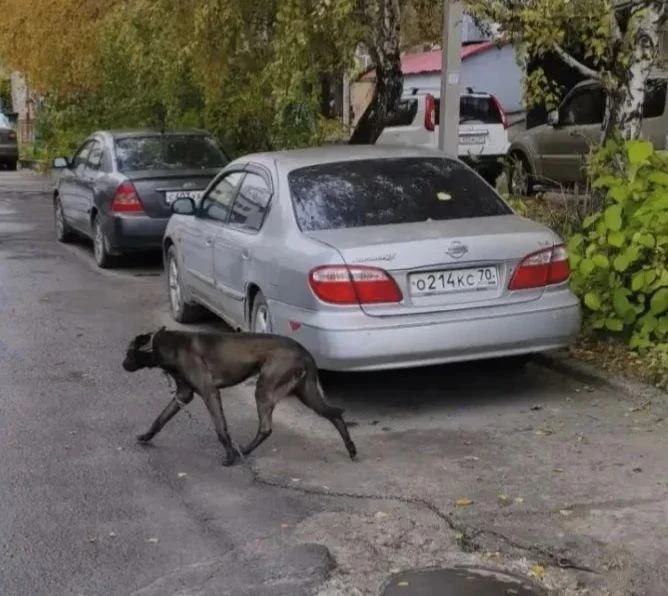 Томск, 10-я поликлиника, чей пёс с цепью?