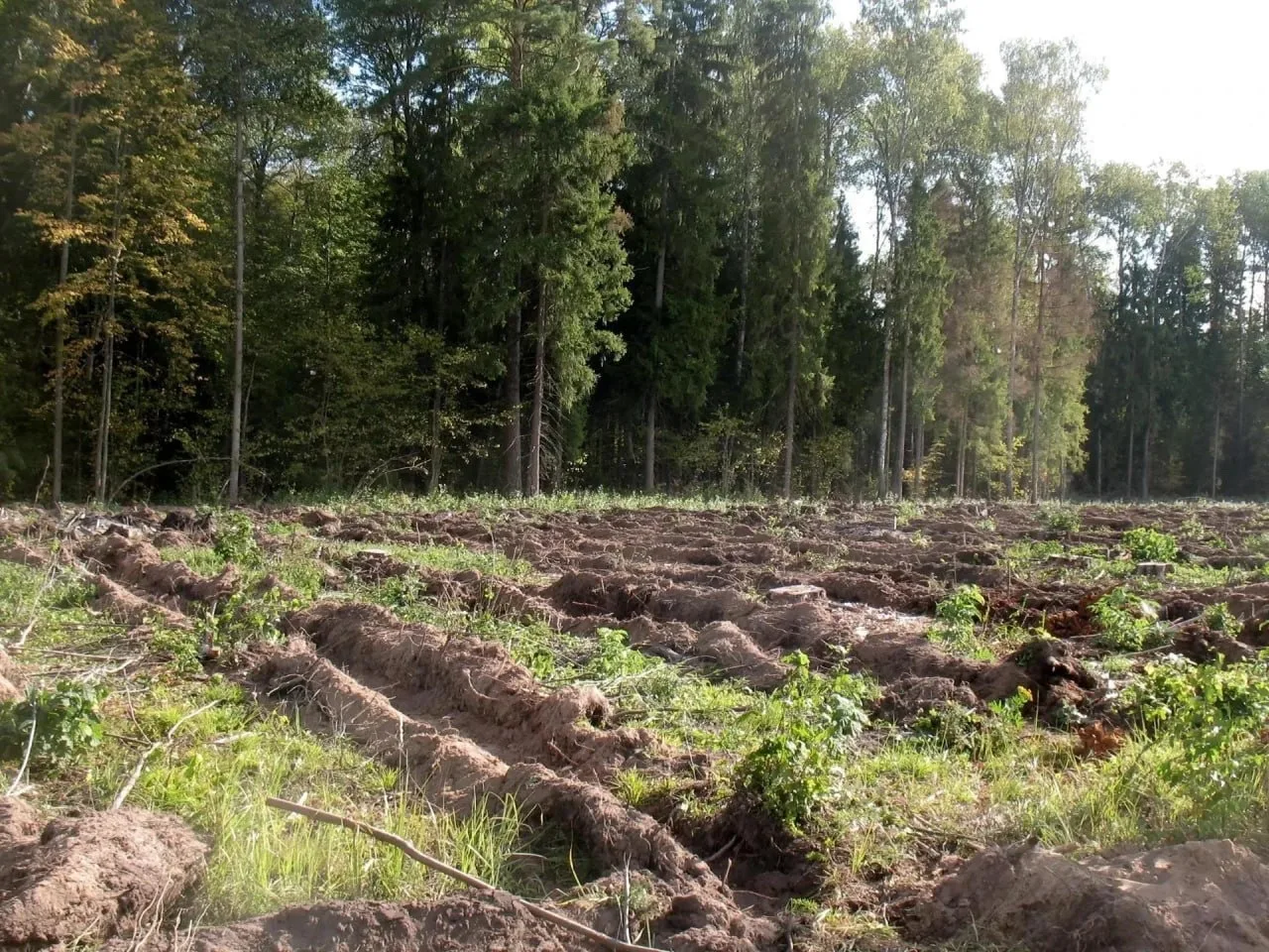 🌲 В «Русском лесу» завершили подготовку почвы к осенней посадке деревьев