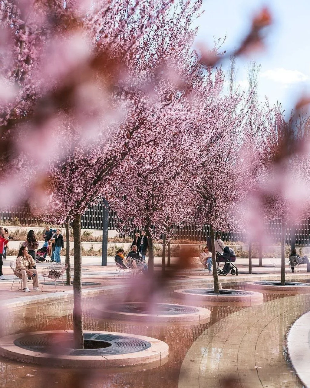 🌸 В Краснодаре начался сезон массового цветения  В Краснодаре стартовал период активного весеннего ц