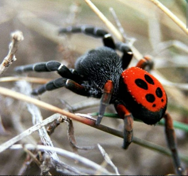 🕷️ Природа Калмыкии умеет удивлять! В конце лета, в окрестностях п. Комсомольский, мне...