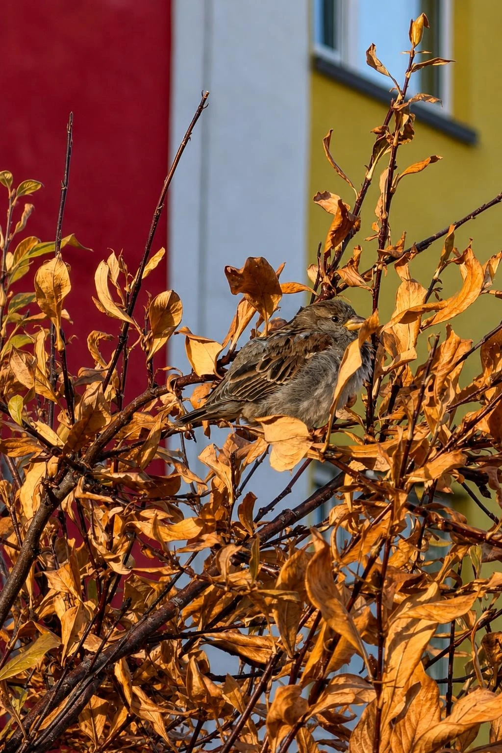🐦 Маленький храбрец среди городской суеты