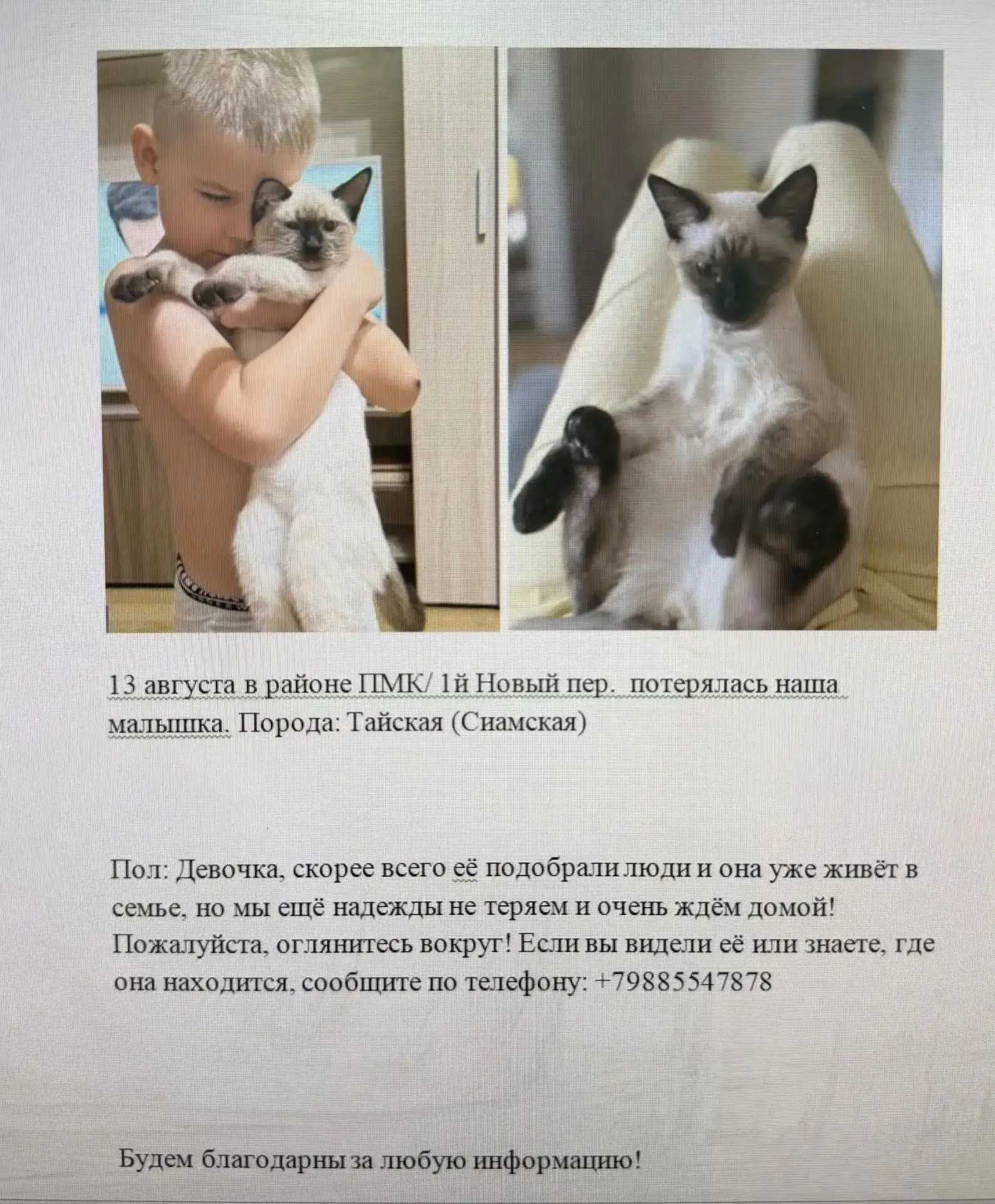 Помогите найти котёнка. Порода Тайская. котёнок девочка. Отзывается на Луну и Лунтик, е...