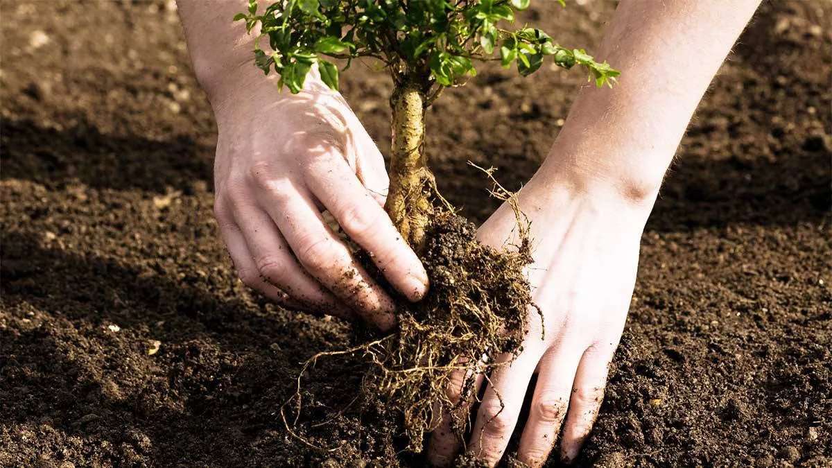 🌳 В ДНР, ЛНР, Херсонской и Запорожской областях с 2022 года высадили более 3400 гектар...