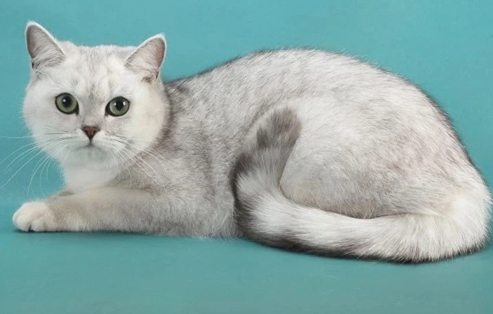 Замечена кошка / кот, светло-серый окрас (Екатеринбург, Виз) 

на ВИЗе (двор Крауля 61к1). Светло се