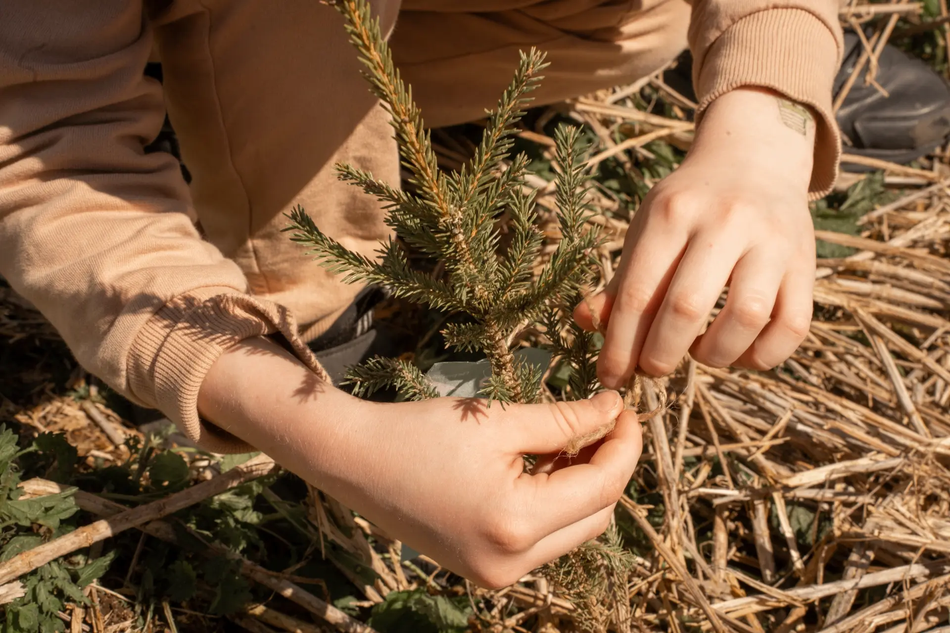 «Леса Первых» ждут тебя 17 мая! 🌳  Масштабная экологическая акция по посадке именных деревьев «Леса 
