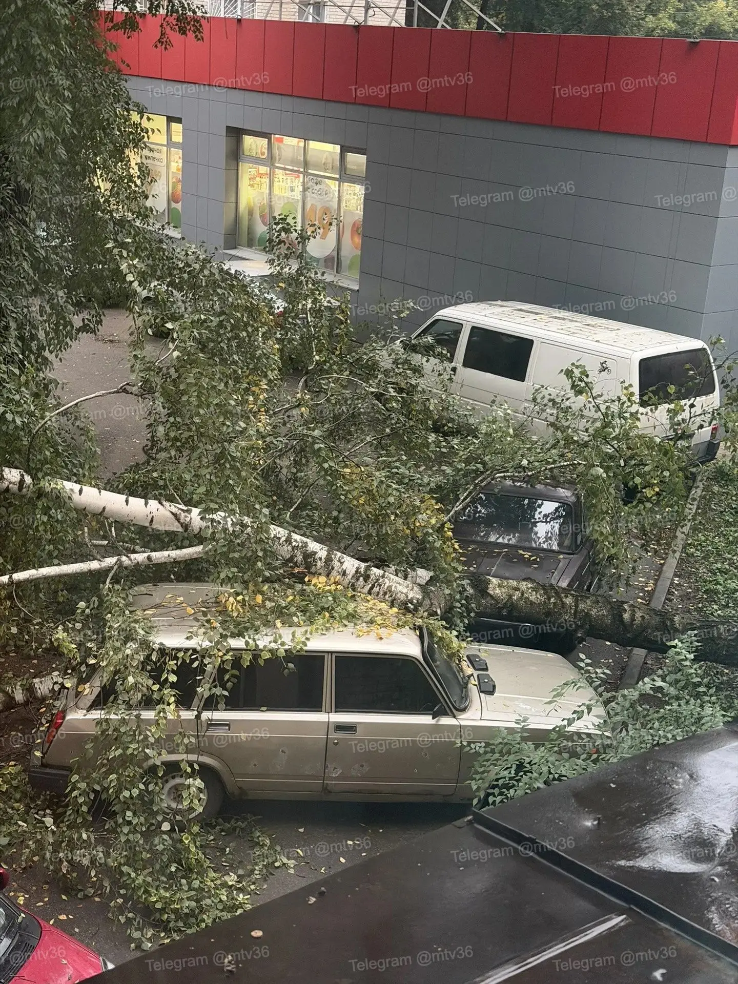 ⚡️ Дерево упало на парковку и оборвало провода, перекрыв проезд во дворе на Урицкого
