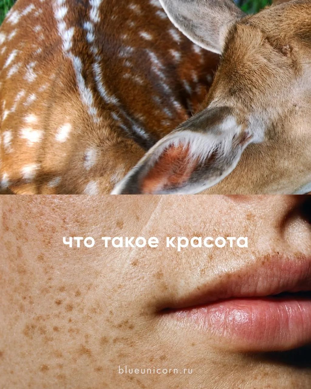 Изображение 3 к публикации «Blue Unicorn»
