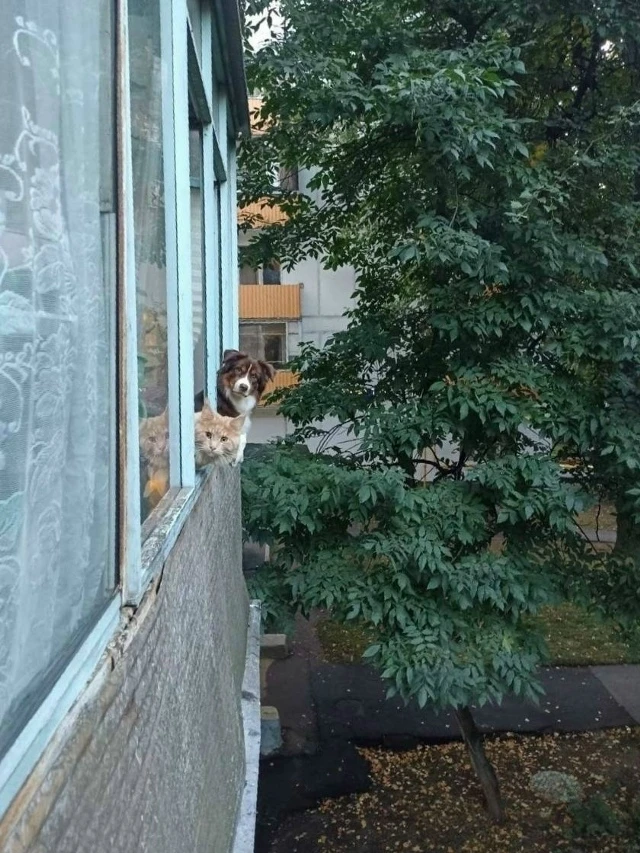 Замечены ну оооочень бдительные соседи))