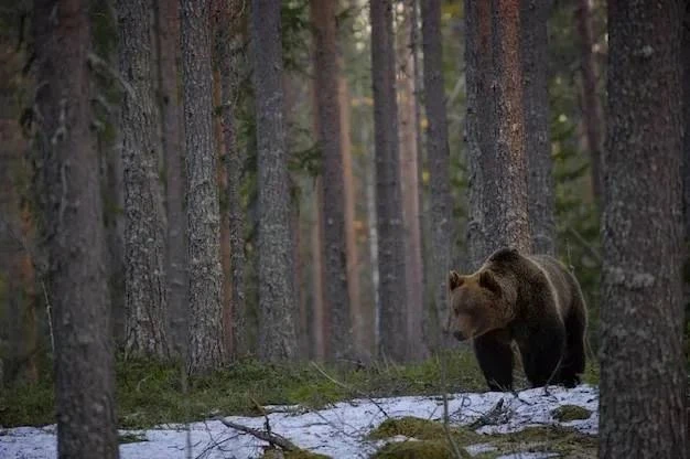 В Сибири медведь растерзал двух мужчин