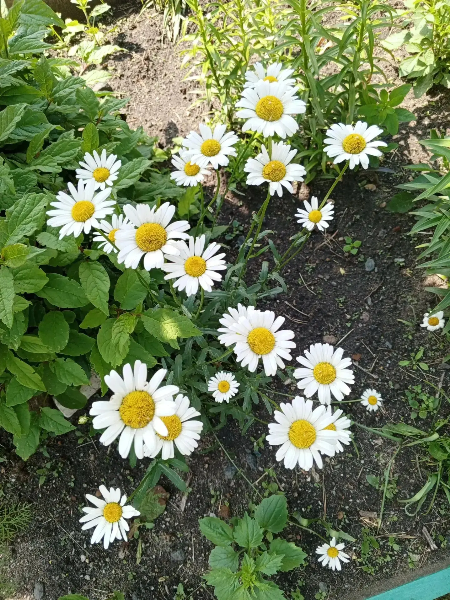 🌼 День ромашки🌼

Как же прекрасен этот маленький солнечный цветочек! ☀️ Ромашка радует нас своим н