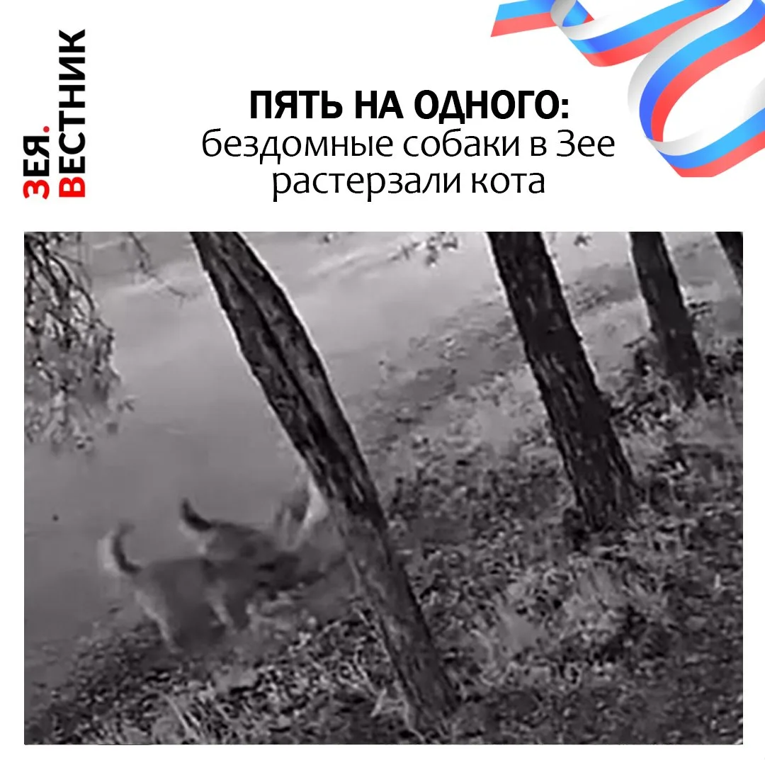 Сегодняшнее утро для некоторых жителей Зеи началось с неприятной новости. Во дворе многоэтажки в рай