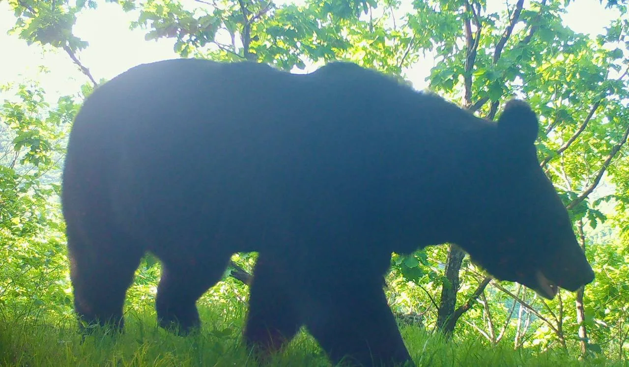 🐻 Гималайский мишка устроил фотосессию у фотоловушки