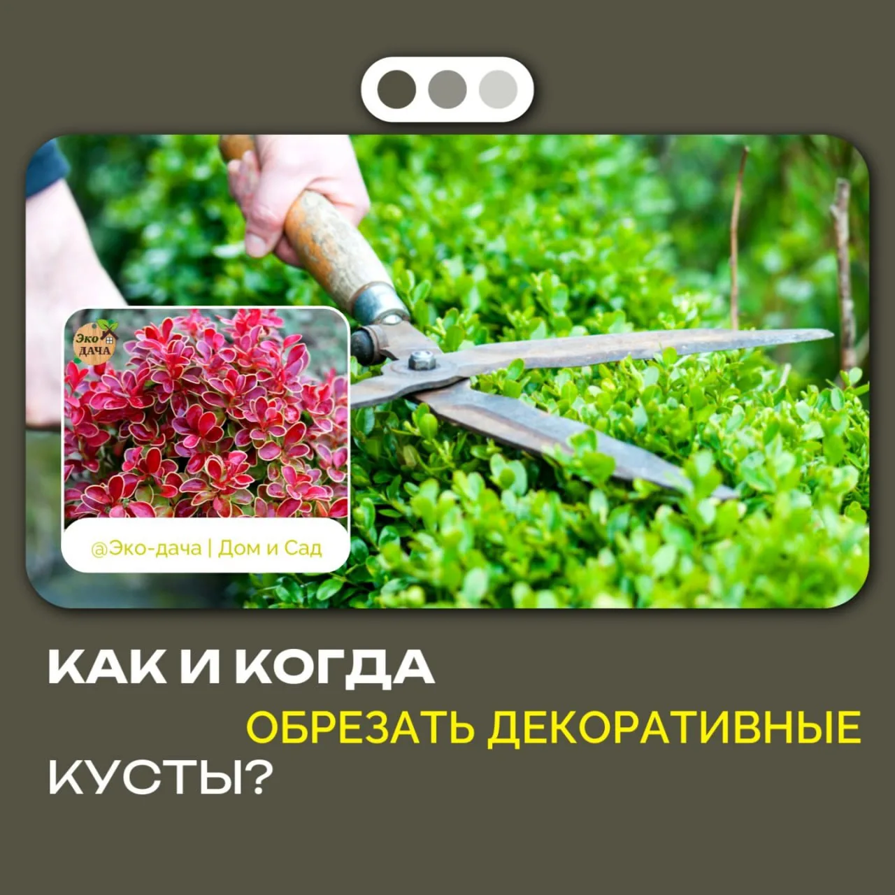 Как и когда обрезать декоративные кусты? 🌿✂️

Обрезка — залог красивой формы, обильного цветения и 