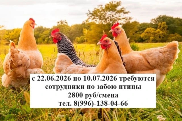 Требуются забойщики птицы на птицефабрику.