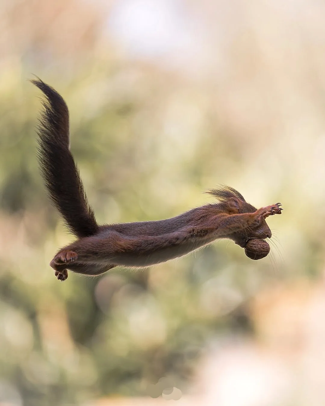 Фотограф Реми Шнелл поймал в кадре настоящую супер-белку! 🐿💨