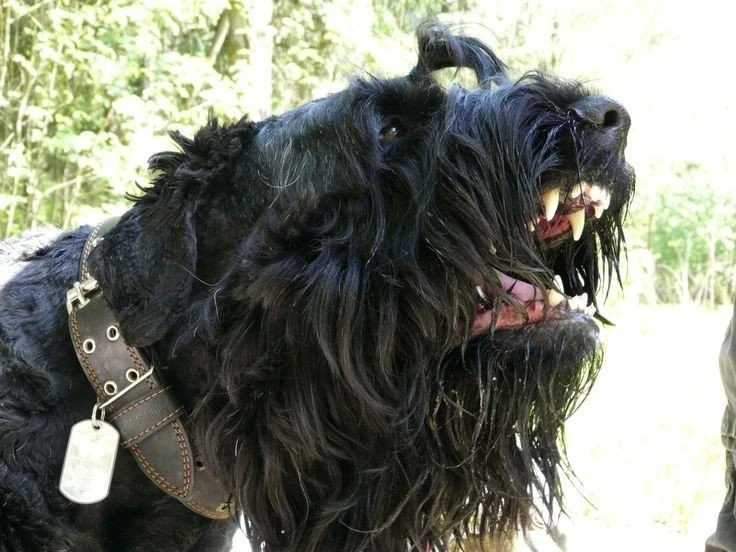 ⚡компаньон ⚡  защита ⚡  рабочая собака ⚡️breedsinfo ⚡️dogmem