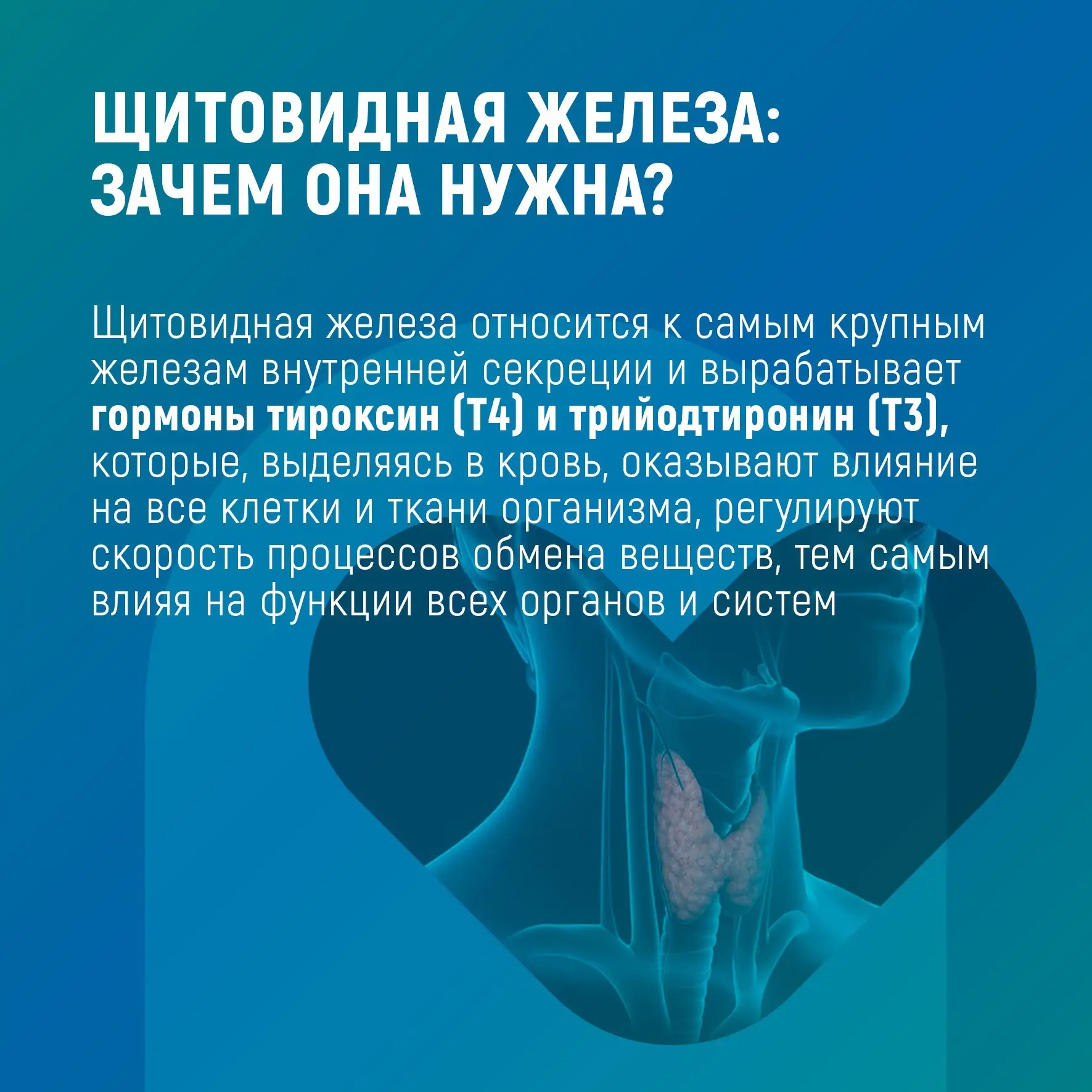 ☝🏼Что такое эндокринная система? Это сложный механизм, состоящий из различных желез в ...